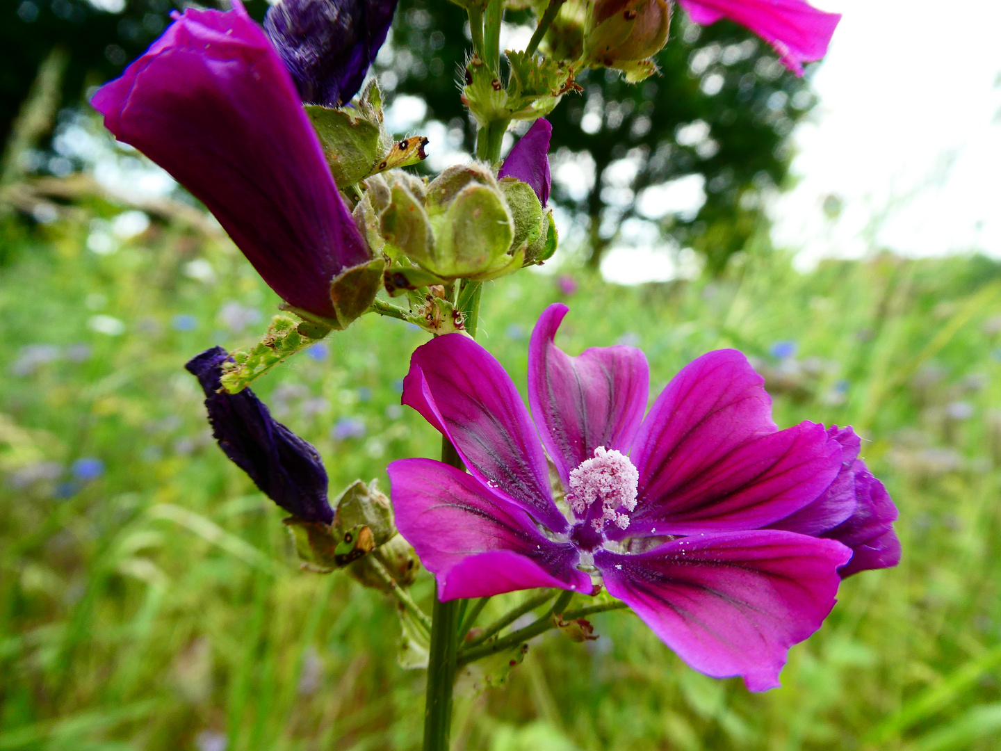 Malvenblüte