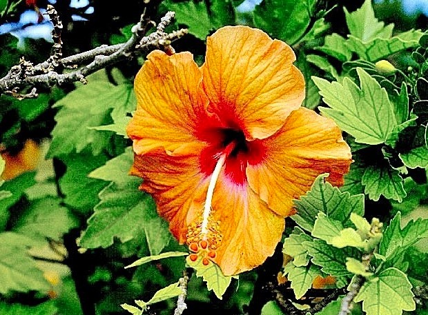 Malvenblüte (Hibiscus)