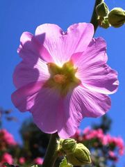 Malvenblüte im Morgenlicht. Samos / Greece im Mai 2007