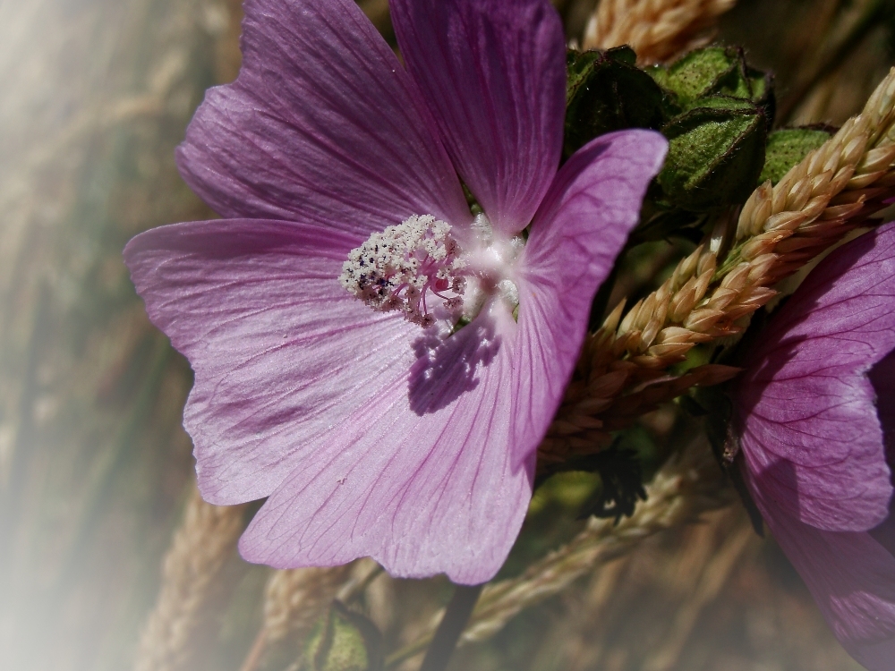 Malvenblüte im Spätsommer.....