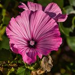 Malvenblüte in der Abendsonne