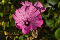 Malvenblüte in der Abendsonne