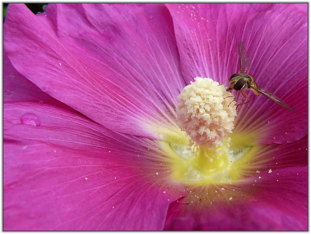 Malvenblüte mit Besucher