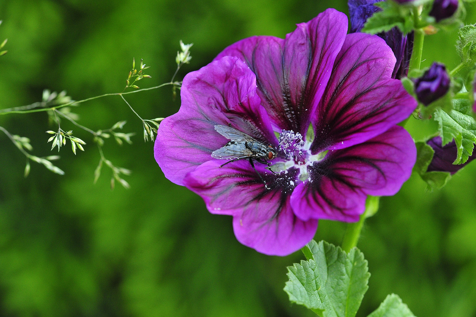 Malvenblüte mit Besucher