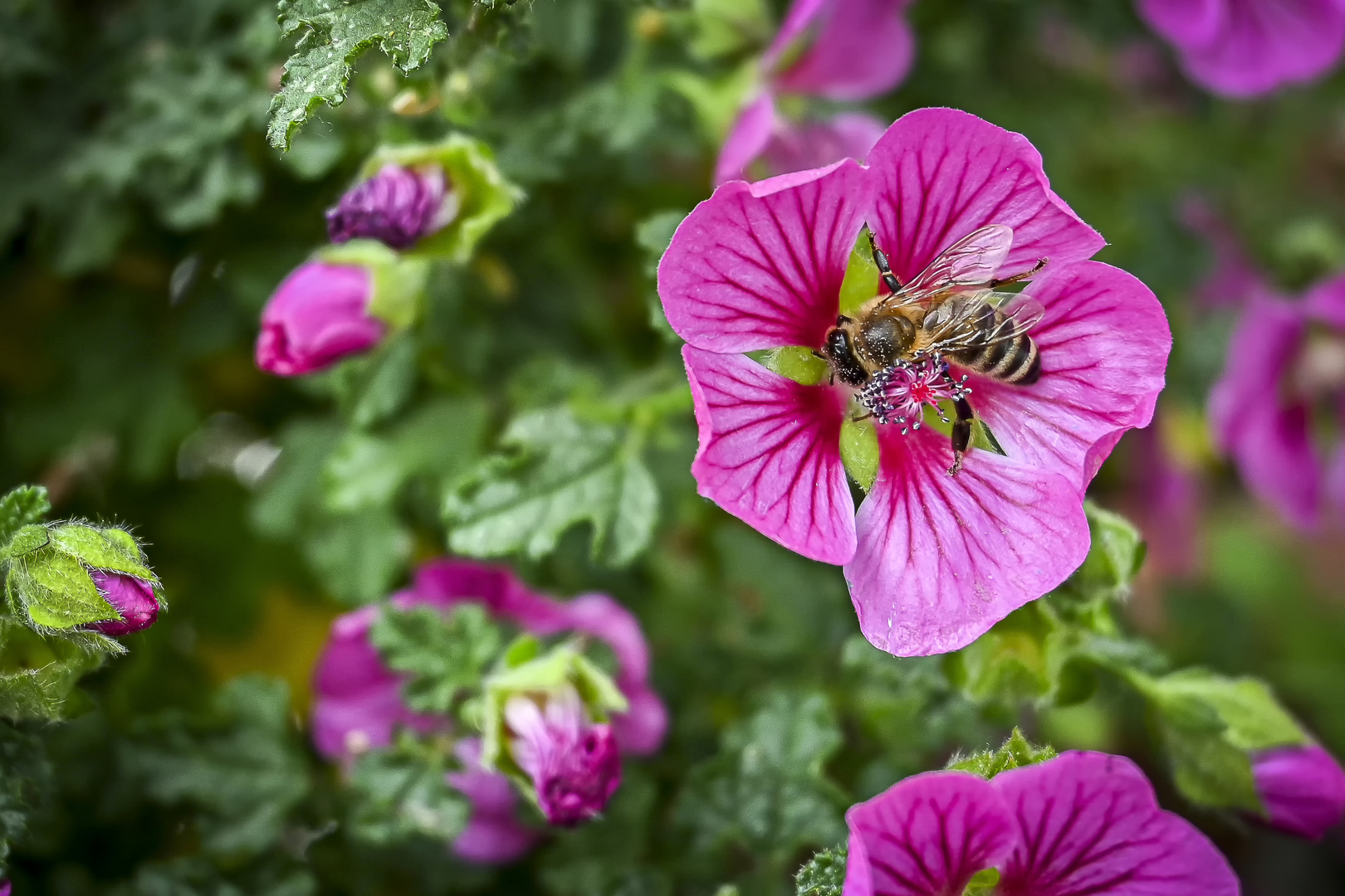 Malvenblüte mit Biene