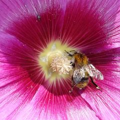 Malvenblüte mit Hummel