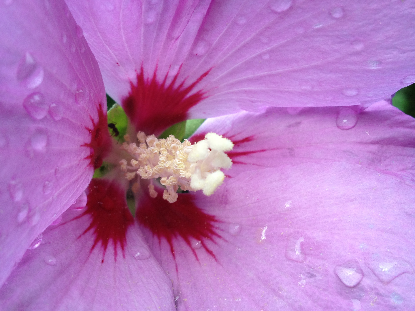 Malvenblüte nach dem Regen