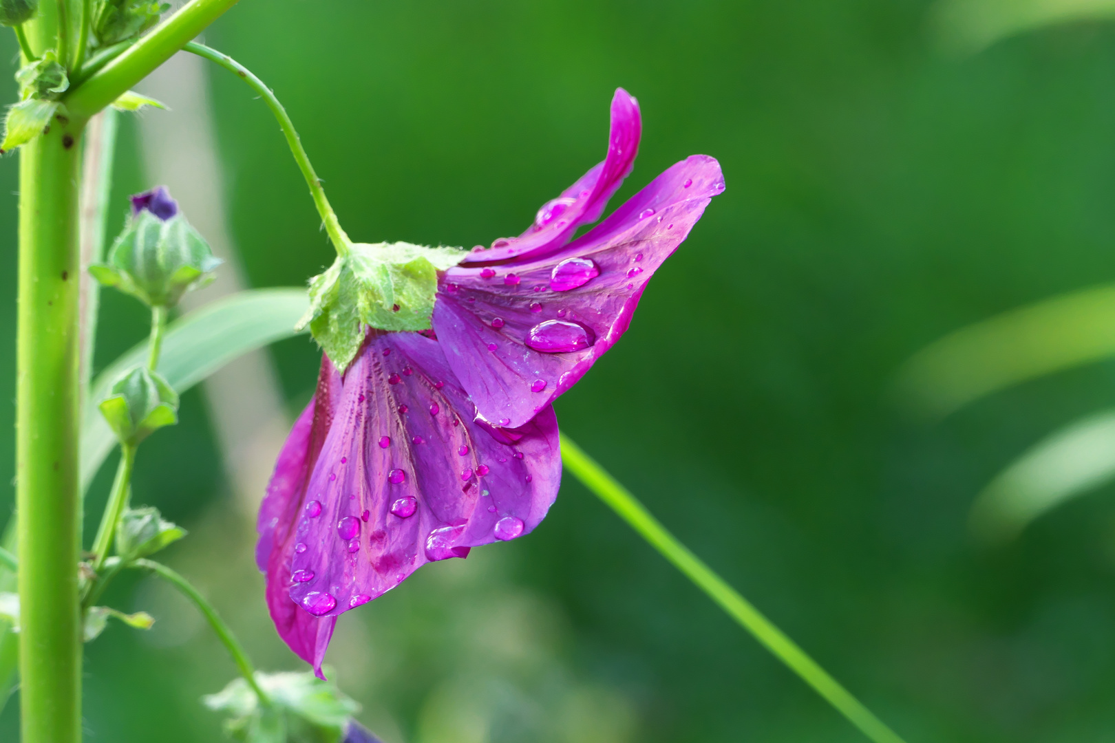 Malvenblüte nach einem Regenschauer