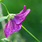 Malvenblüte nach einem Regenschauer