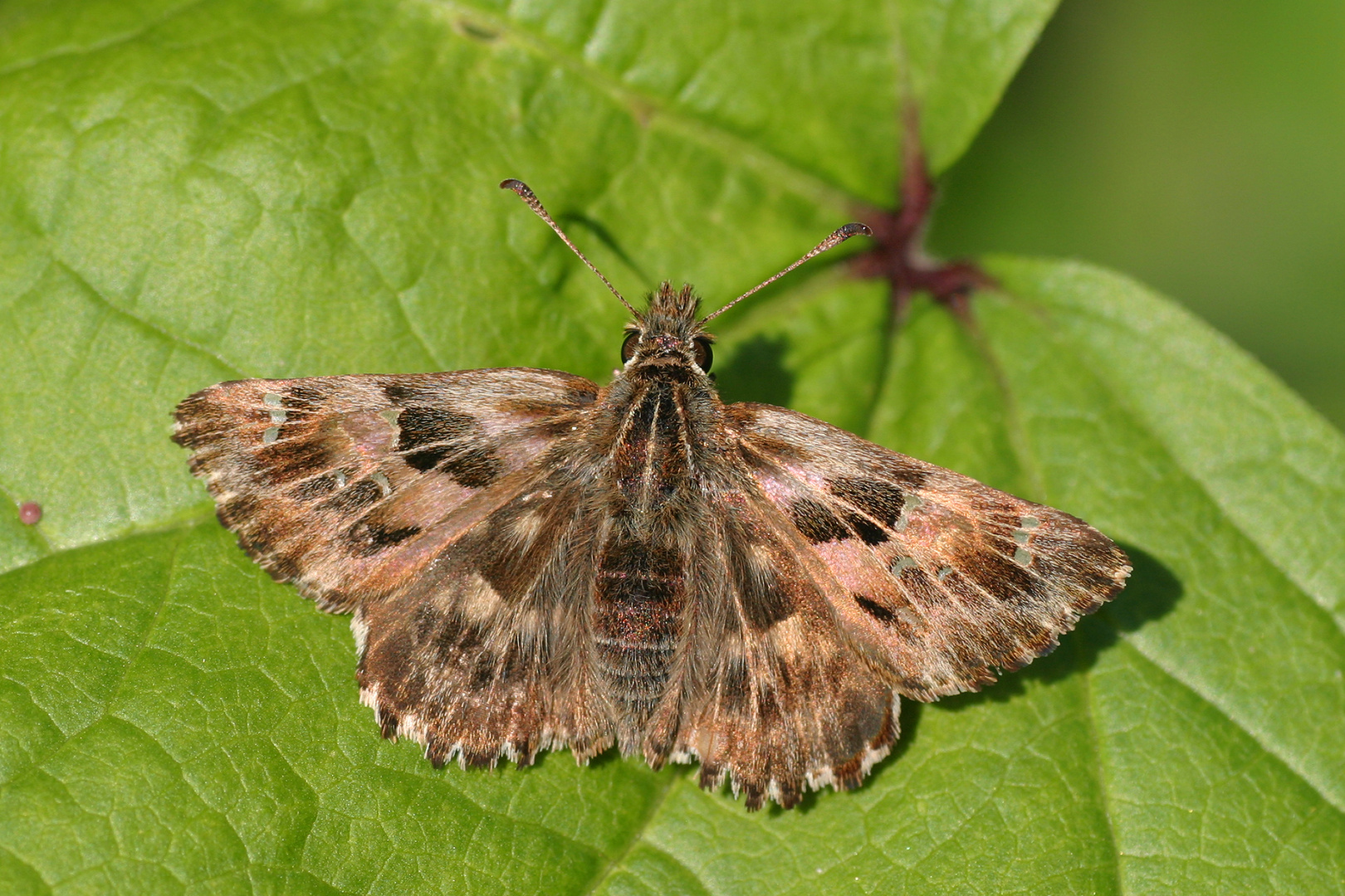 Malvendickkopffalter oder Mallow Skipper (Carcharodus alceae)