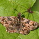 Malvendickkopffalter oder Mallow Skipper (Carcharodus alceae)