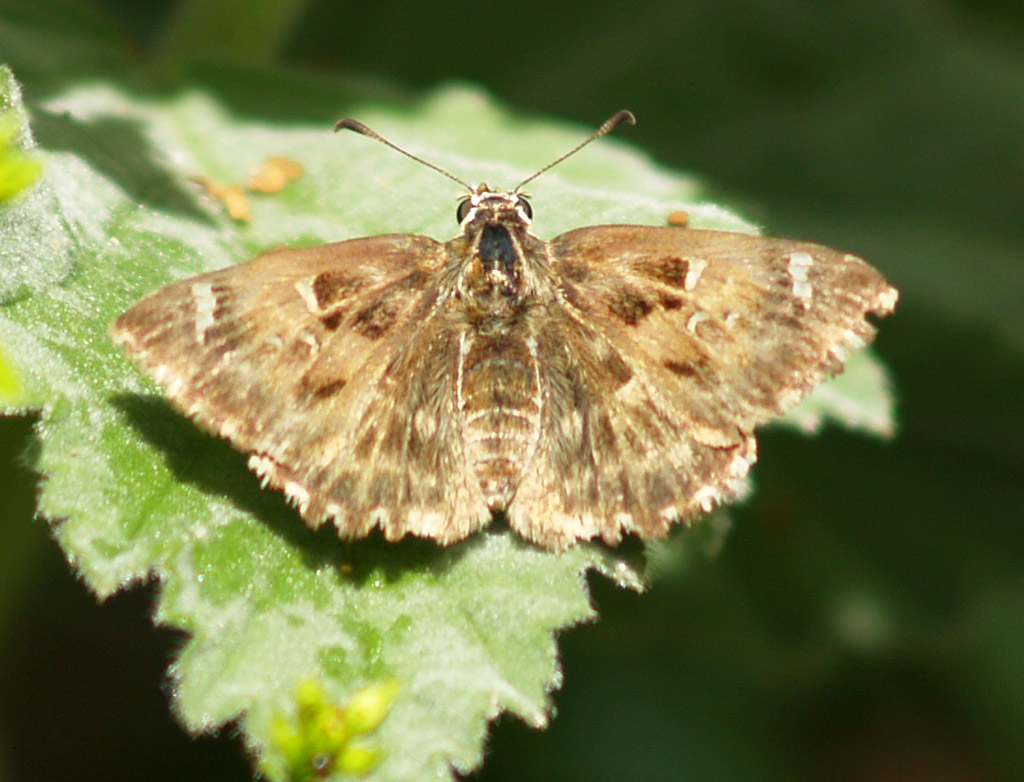 Malvendickkopflfalter, Carcharodus alceae  