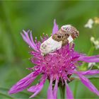 Malveneule (Acontia lucida)