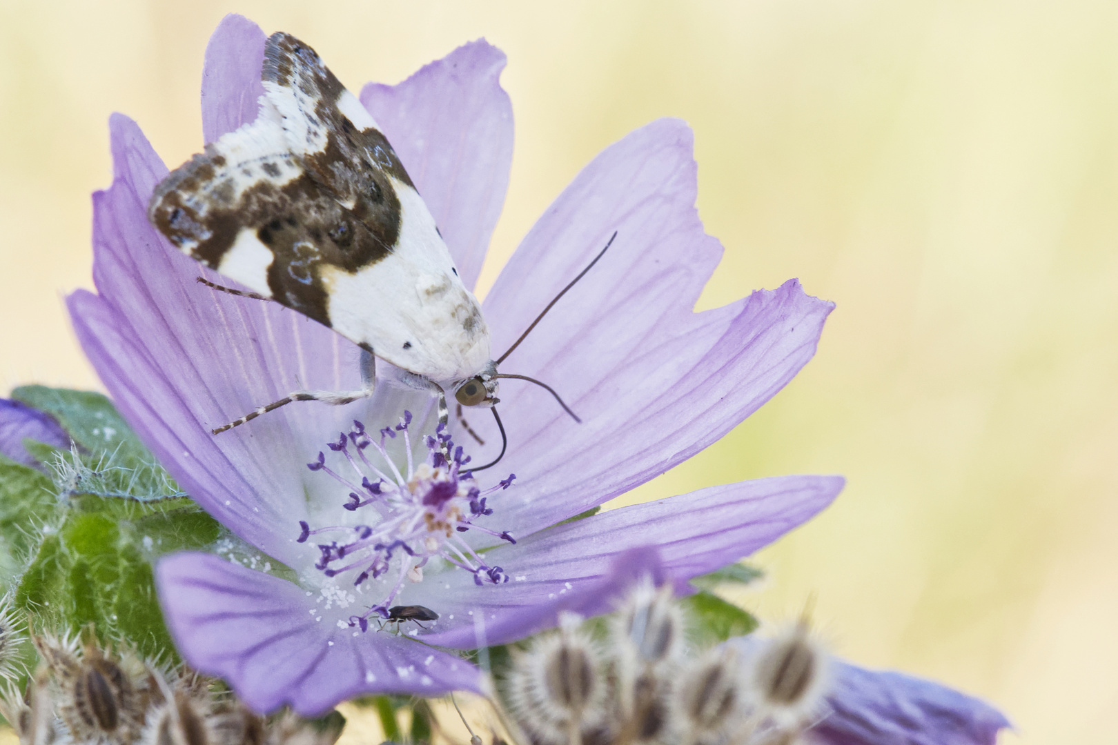 Malveneule (Acontia lucida) auf Malve