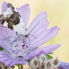 Malveneule (Acontia lucida) auf Malve