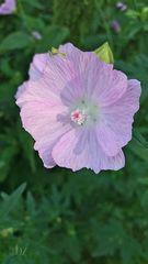 Malvengewächs (Alcea rosea) 1