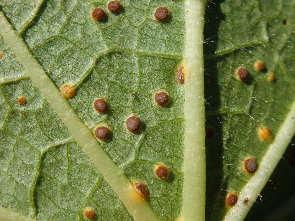 Malvenrost (Puccinia malvacearum)