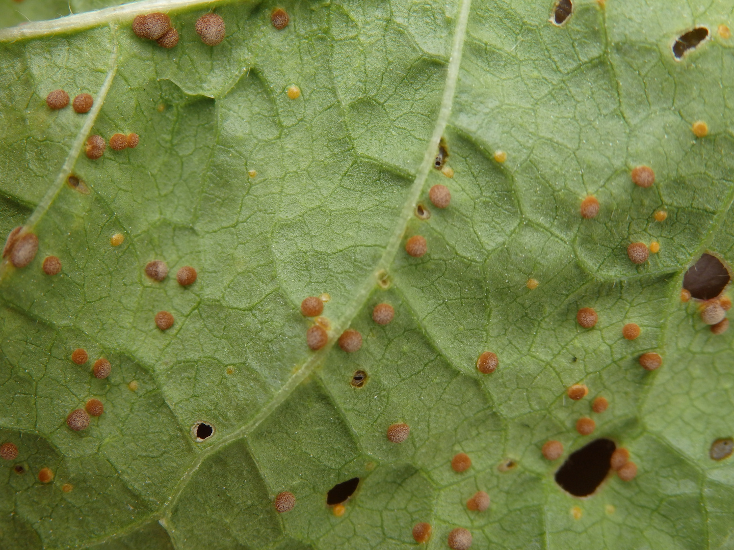 Malvenrost (Puccinia malvacearum)