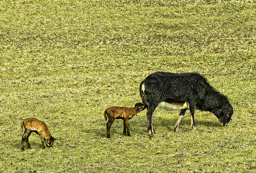 "Mama"....