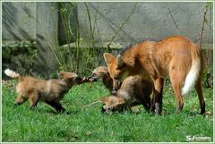 Mama Agura und ihre Jungs