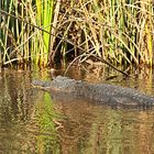 Mama Alligator