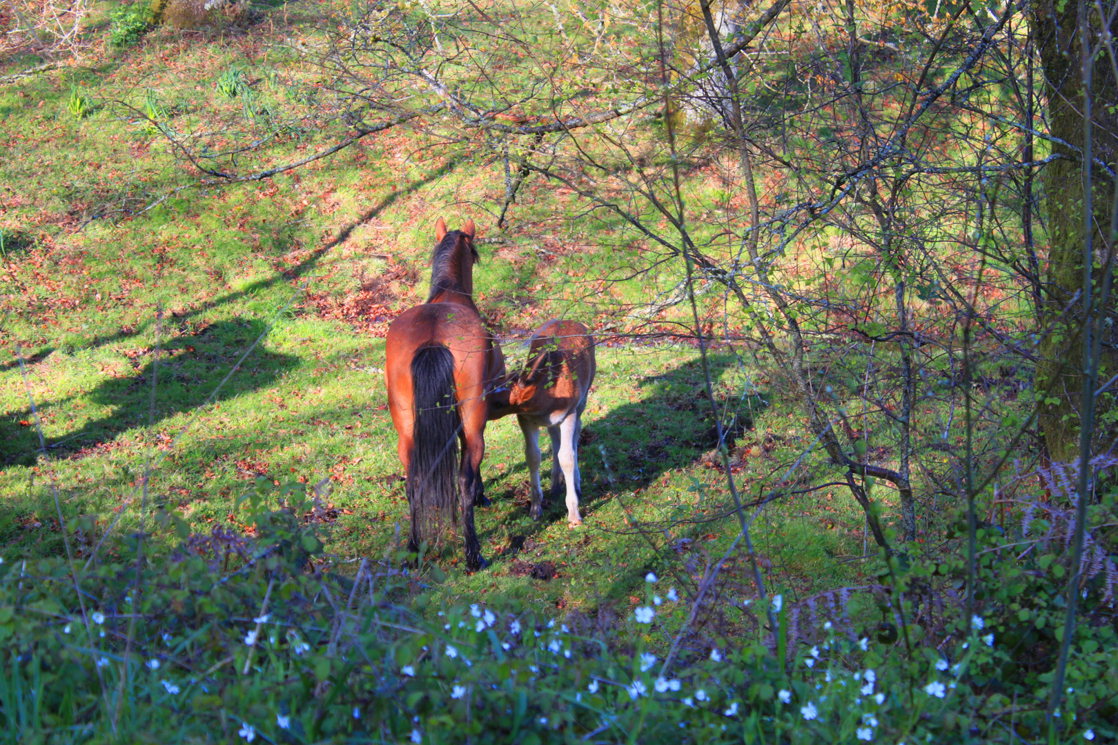 Mama amamantando a su hijo