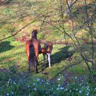 Mama amamantando a su hijo