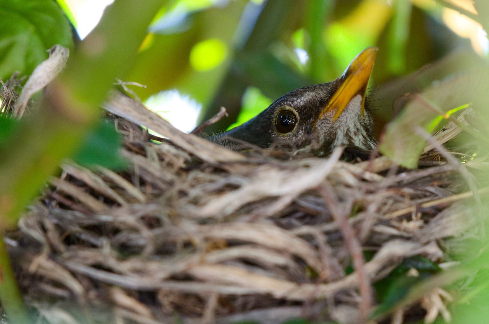 Mama Amsel