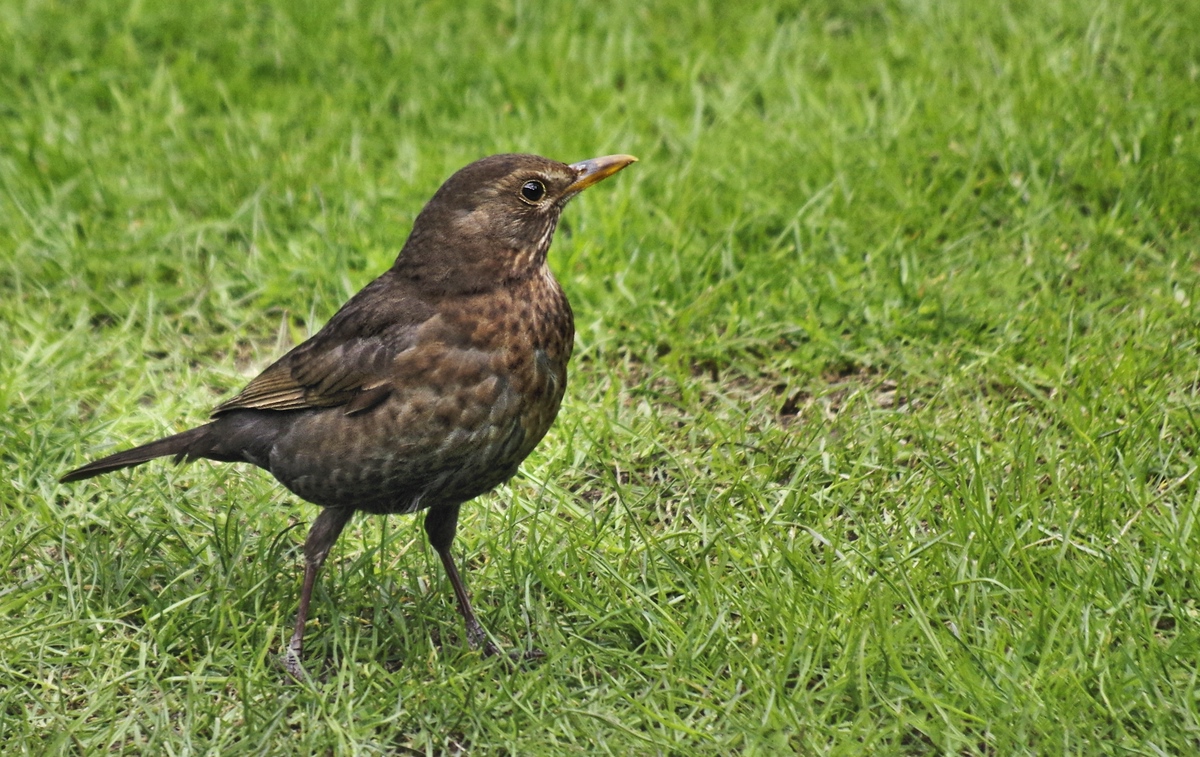 Mama Amsel hat jetzt viel zu tun. 