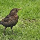 Mama Amsel hat jetzt viel zu tun. 