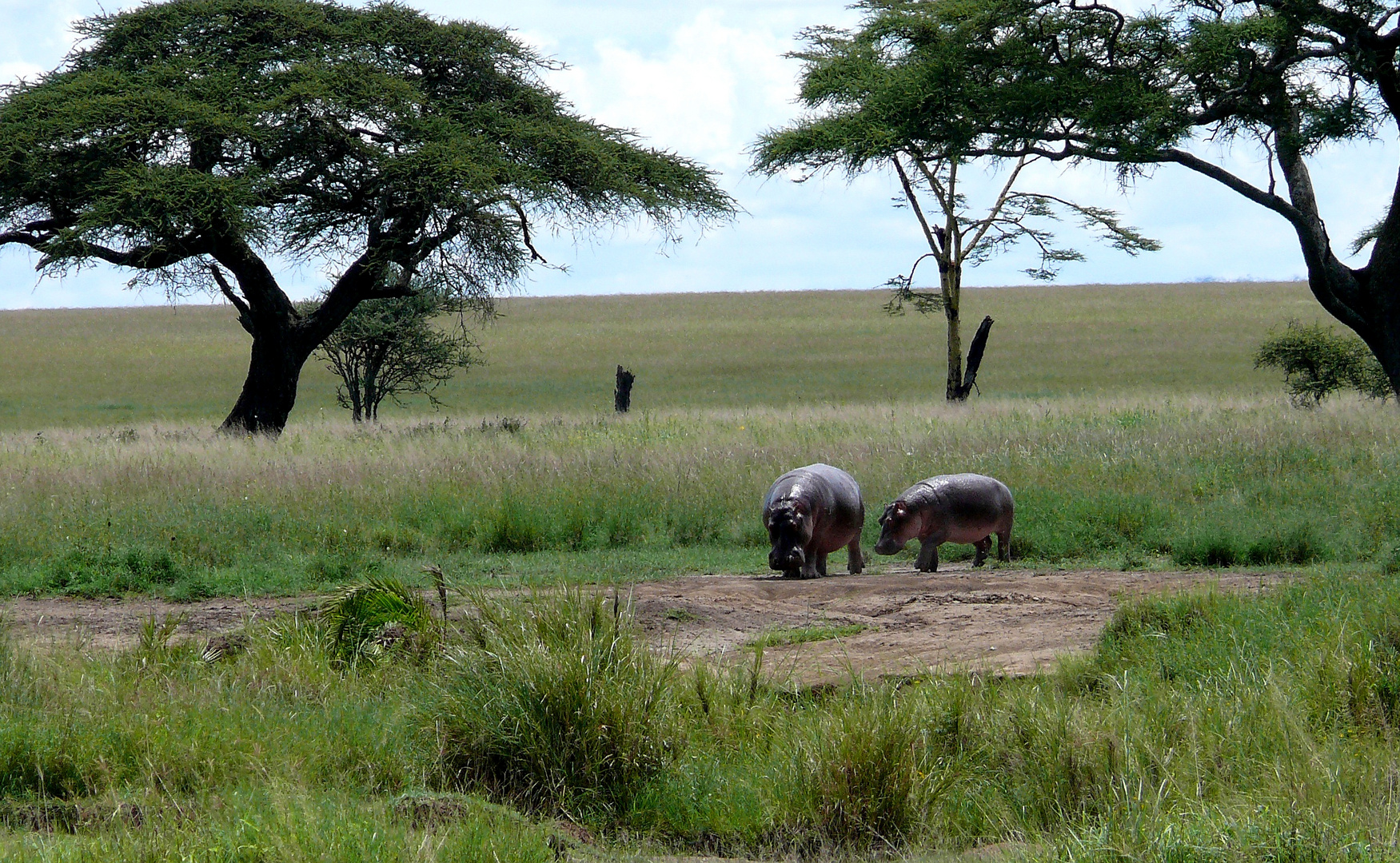 Mama + Baby  Hippos auf dem Weg ins Wasser