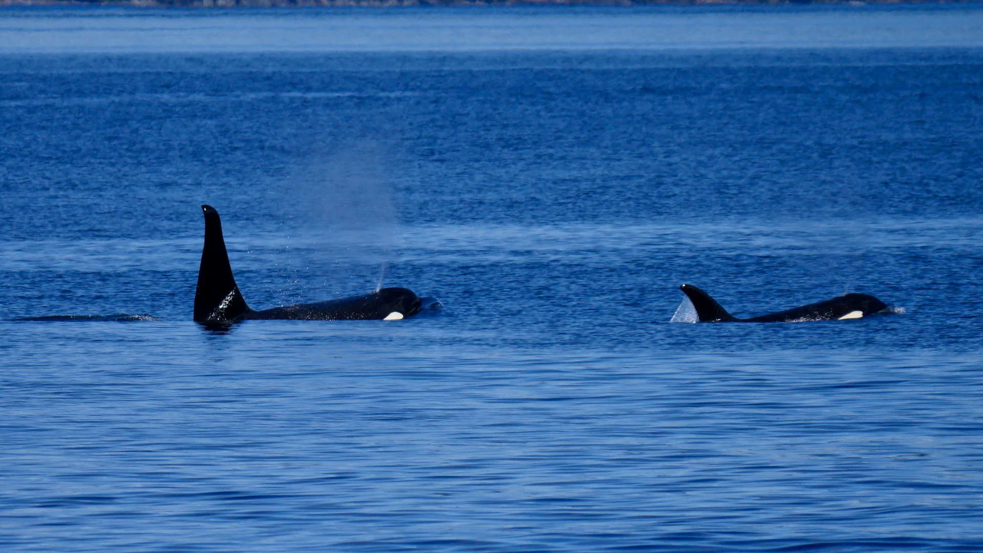 Mama + Baby Orca lassen mal Luft ab.