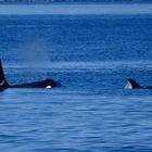 Mama + Baby Orca lassen mal Luft ab.