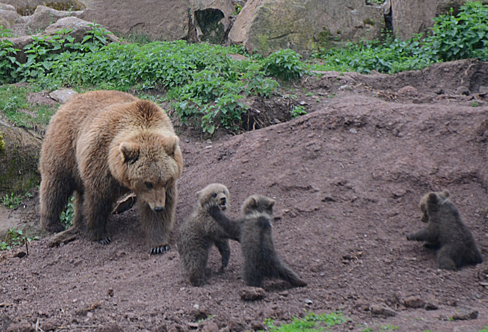 Mama Bär mit 3 Kinder