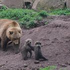 Mama Bär mit 3 Kinder