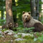 Mama Bär mit ihrem Nachwuchs