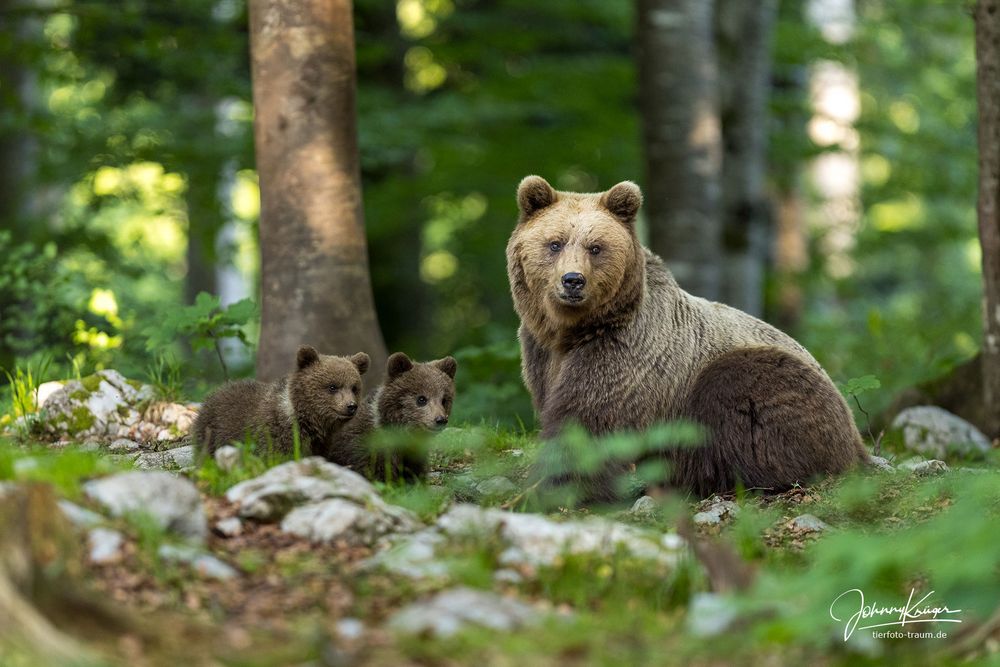 Mama Bär mit ihrem Nachwuchs