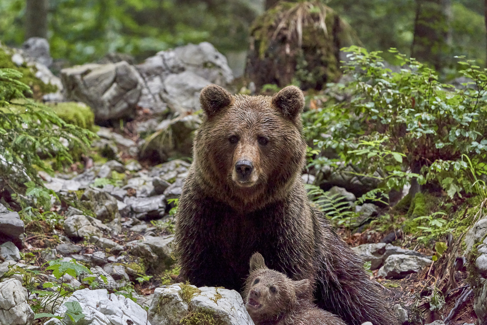 Mama Bär mit Nachwuchs