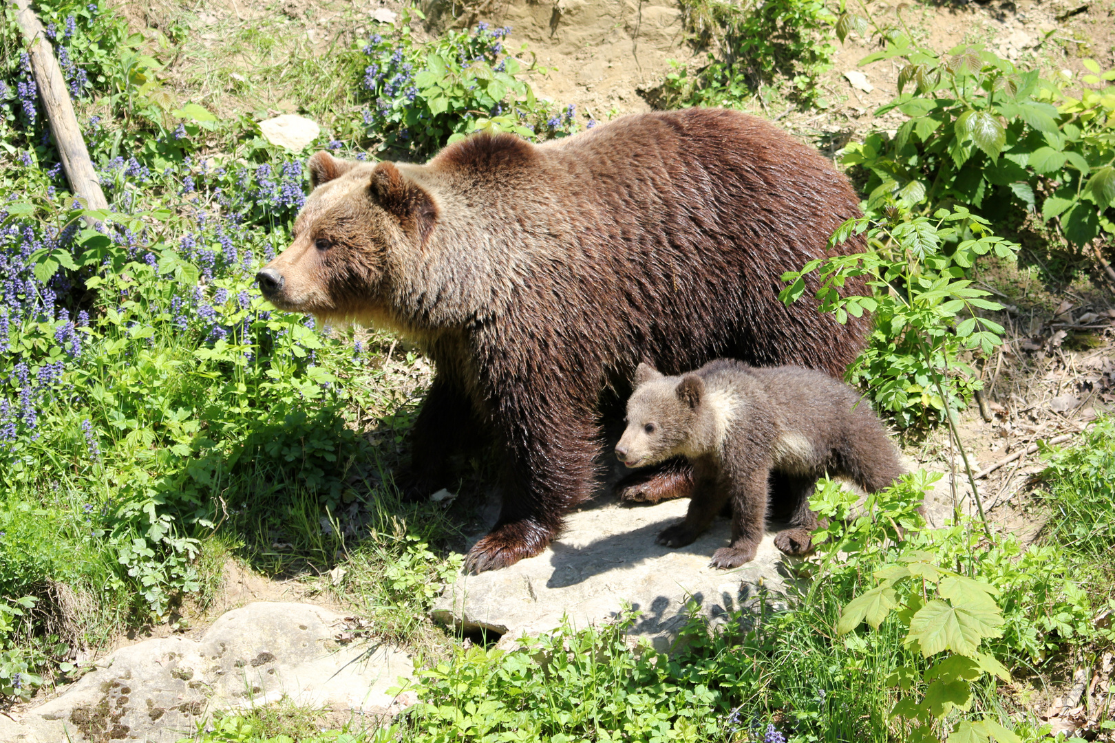 Mama Bär und Baby Bär