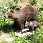 Mama Bär und Baby Bär