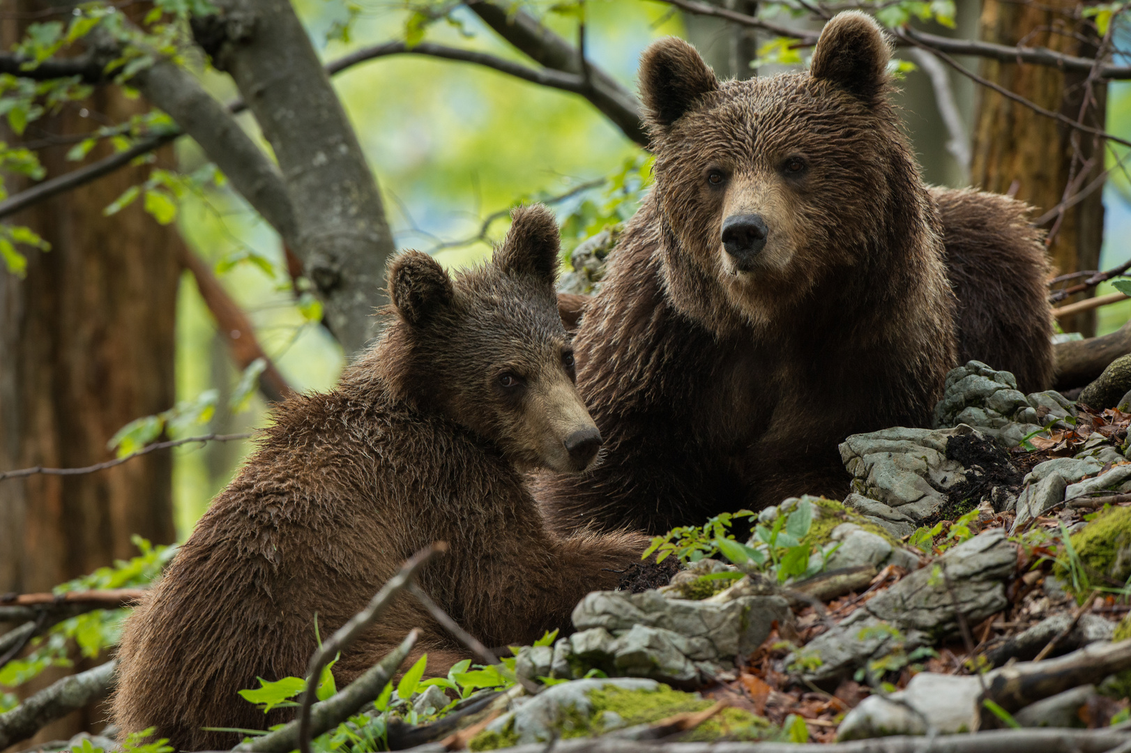 Mama bear with cub