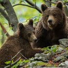 Mama bear with cub