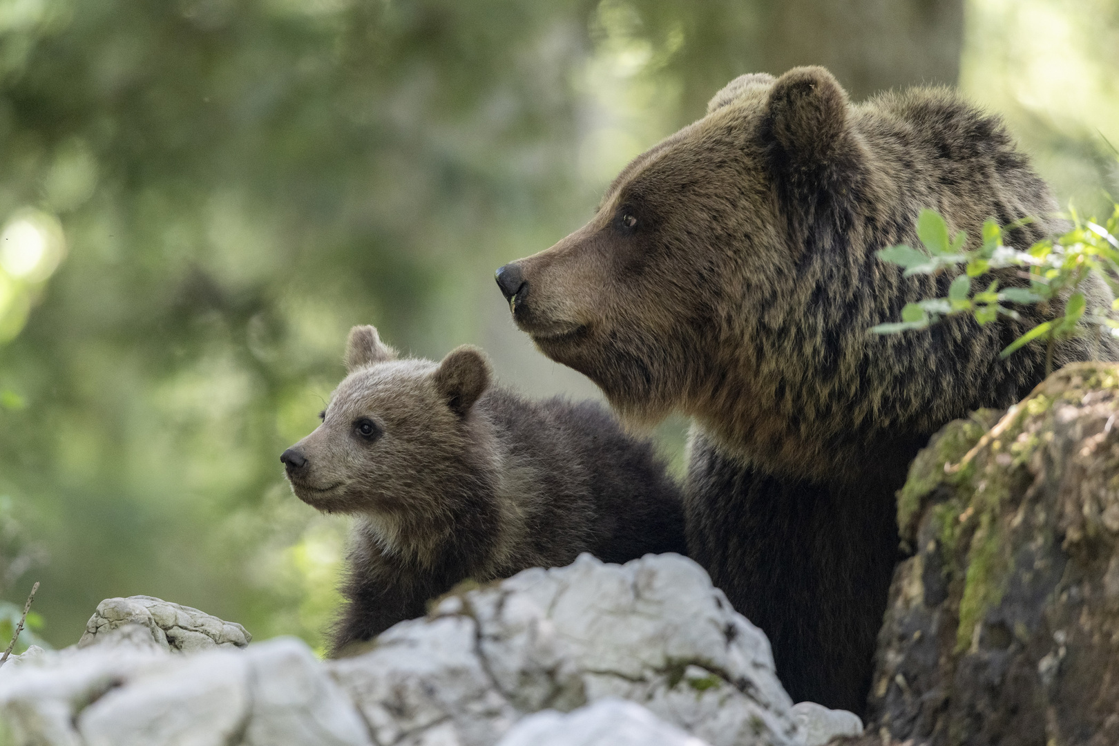 Mama bear with her baby cub