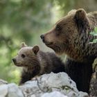 Mama bear with her baby cub