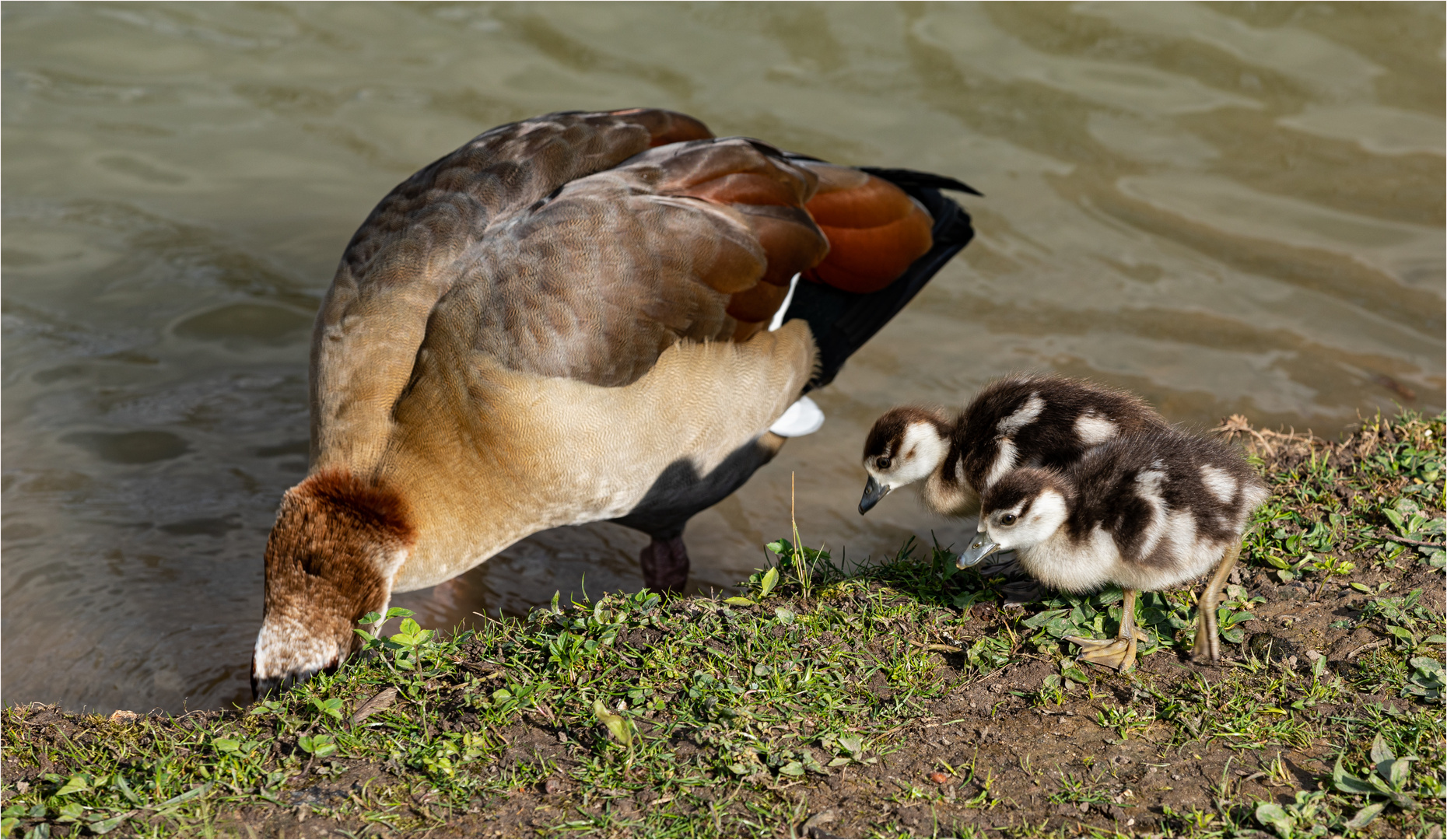 Mama, beeil Dich …