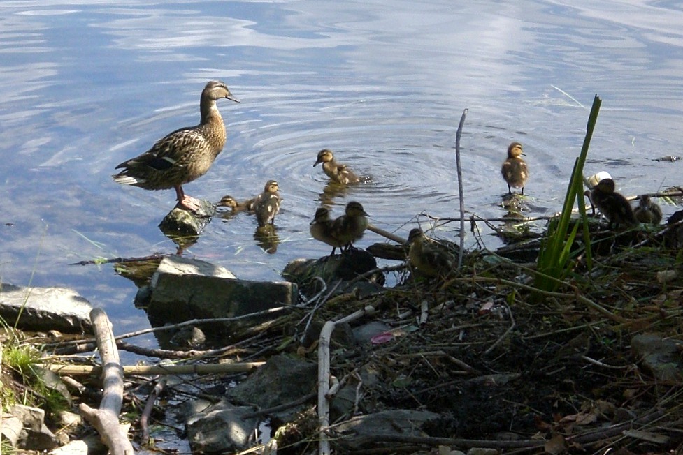 Mama beim Schwimmunterrich.