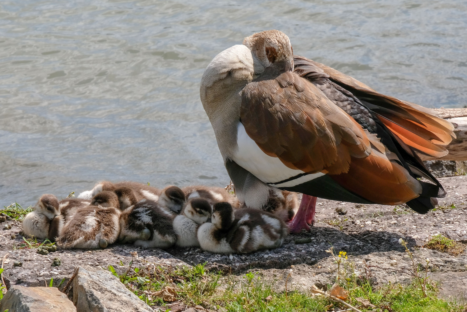 Mama beschützt.