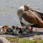 Mama beschützt.