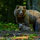 Mama beschützt das Kleine...