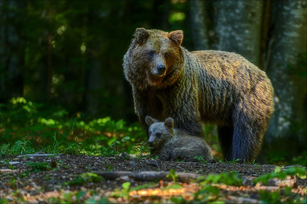 Mama beschützt das Kleine...